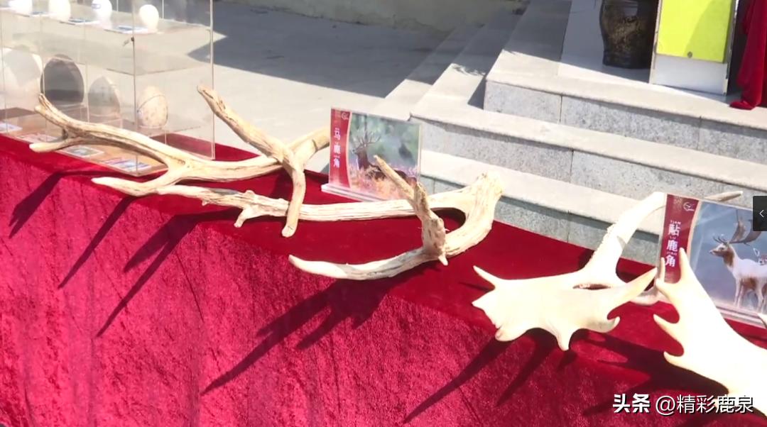 鹿泉：爱护动物共建生态家园