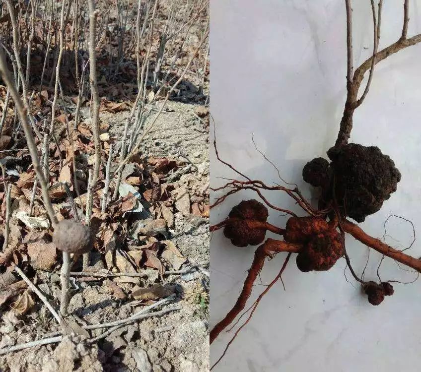 增施有机肥是解决死树的根本途径（上）！