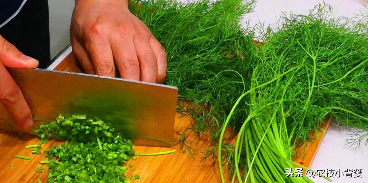 茴香的种植管理技术,茴香怎么种植小技巧简单