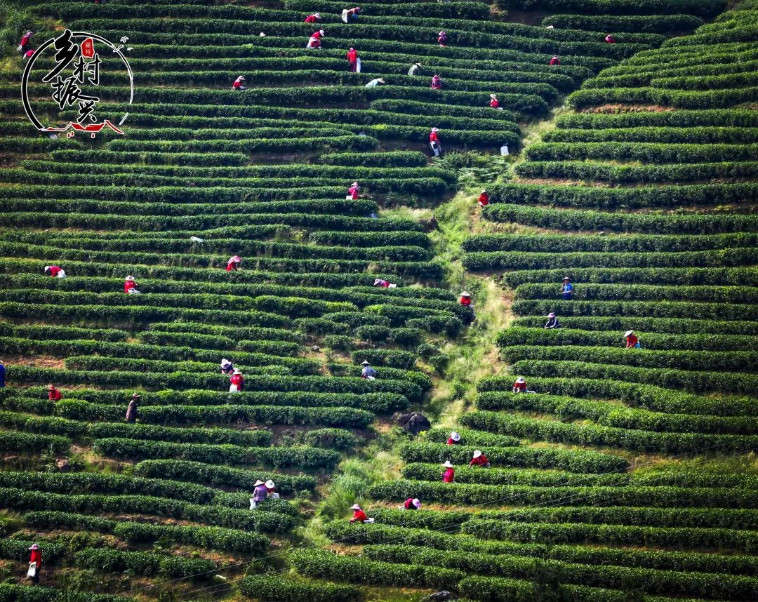 春分节气趣味民俗你了解多少,春分节气的特点和风俗文字