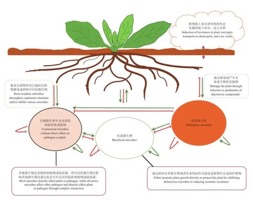 马铃薯种植与加工进展论文,马铃薯生产现状及发展趋势