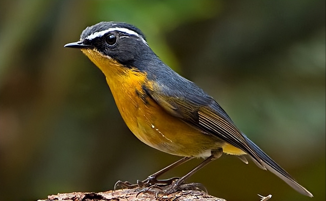 50张最佳鸟类摄影作品,鸟儿大全大图