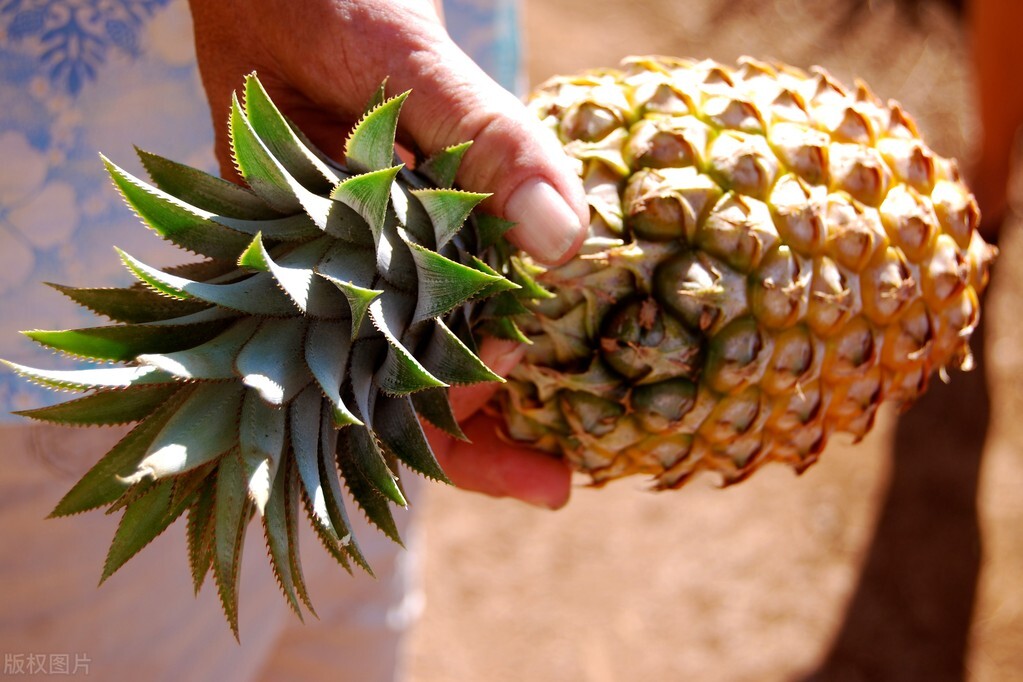 菲律宾菠萝卖不出去,菲律宾每年销售中国多少菠萝