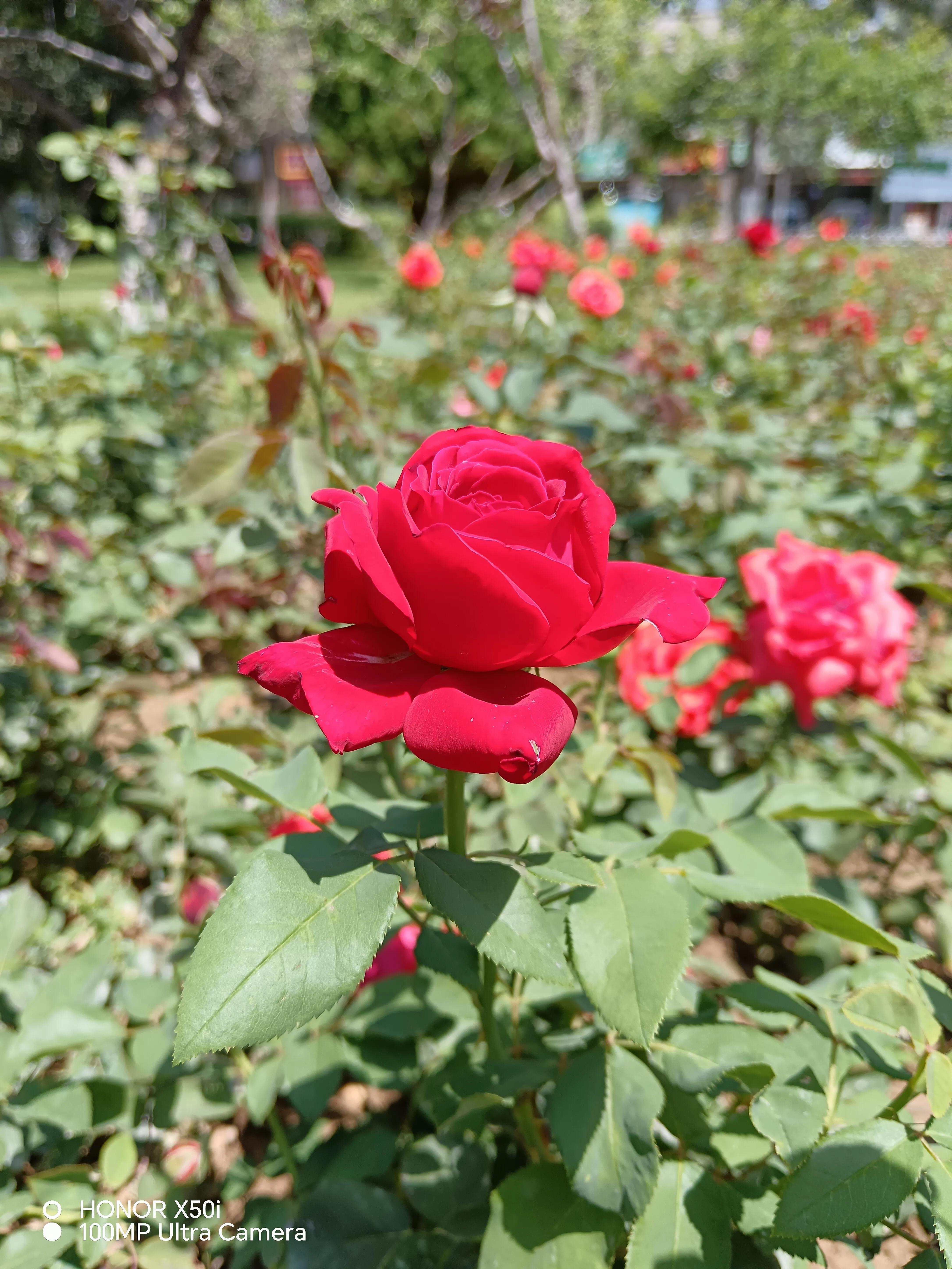 荣耀x50i拍照续航游戏测评,荣耀x50i像素好吗