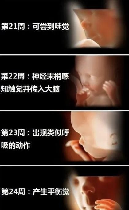 胎宝宝每个月发育全过程图,胎宝宝1到10个月变化过程
