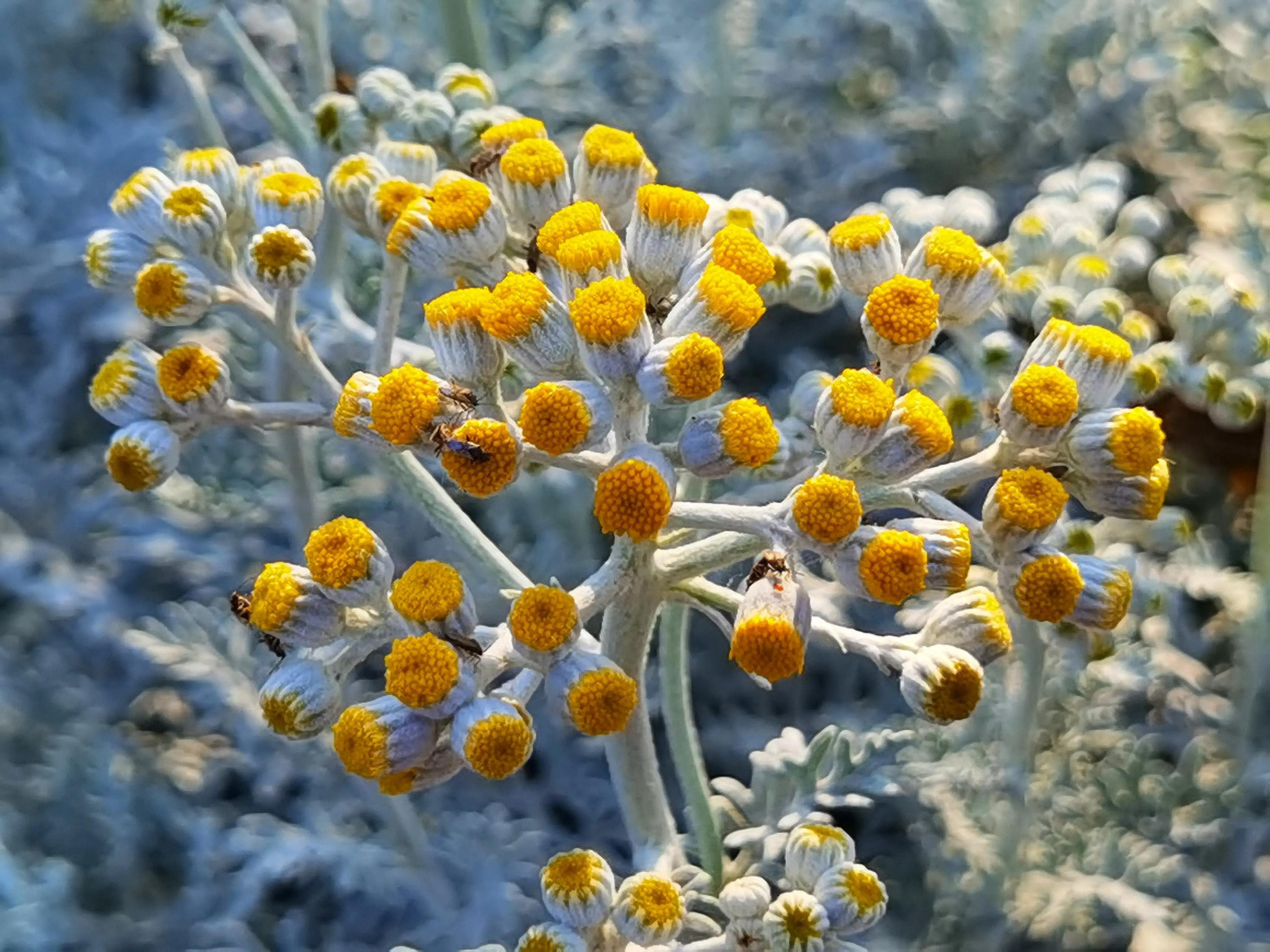 银叶菊：花界灰姑娘，银装素裹的她似雪花又似烟花