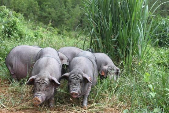 比普通猪肉贵一倍的黑猪肉,黑猪肉为什么那么贵阅读