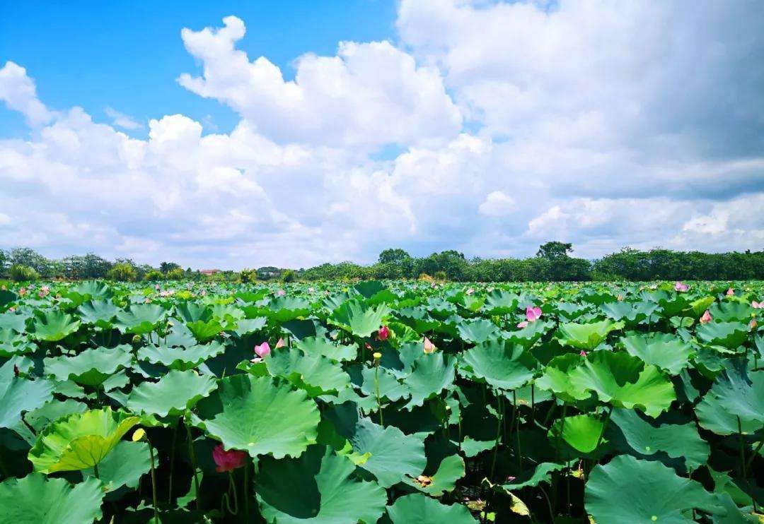 广东十大旅游景点必去的地方,广东最冷门景点排名