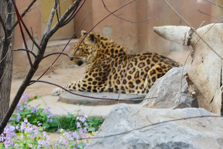 湖北发现豹子,湖北恩施发现野生豹