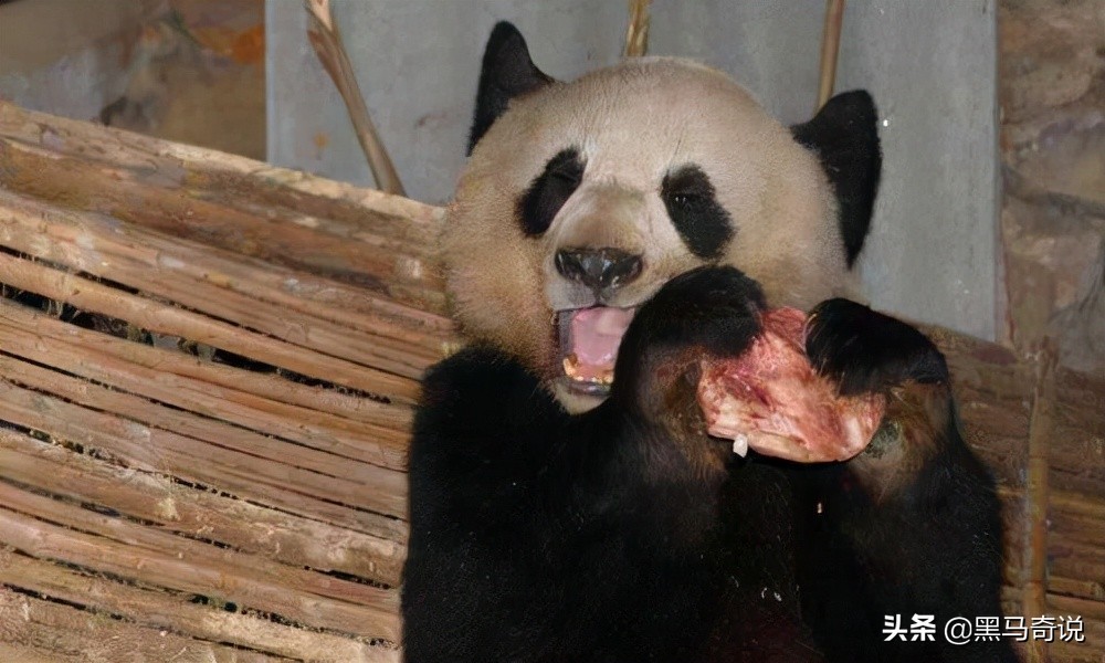 大熊猫和狮子老虎谁厉害,为什么狮子老虎不敢攻击大熊猫