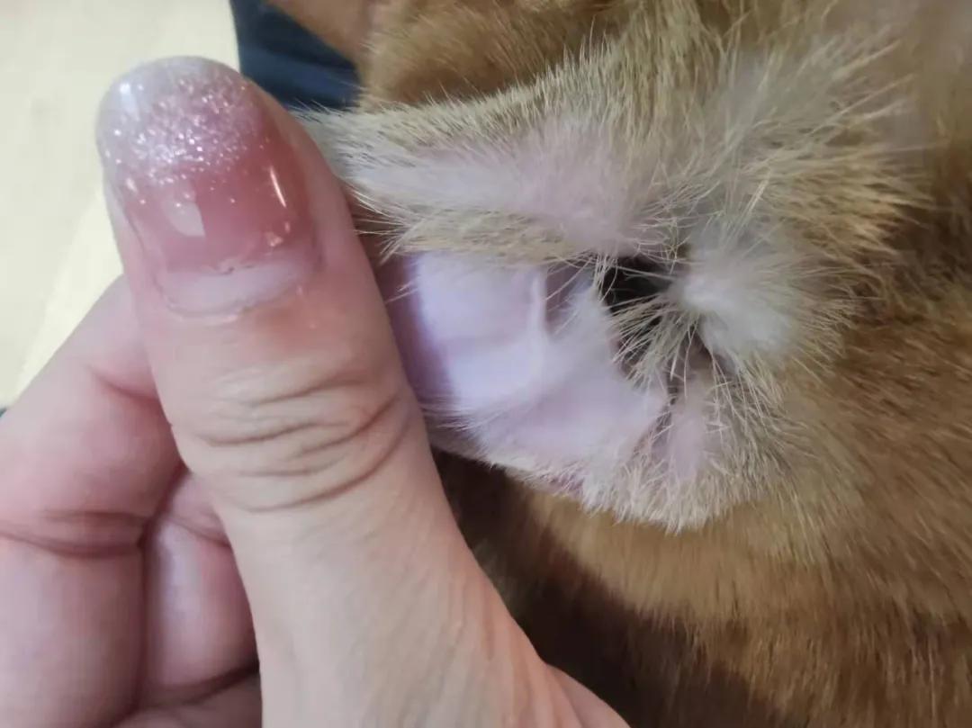猫咪洗澡耳朵进水了怎么办,猫咪在宠物店洗澡做出的应激反应