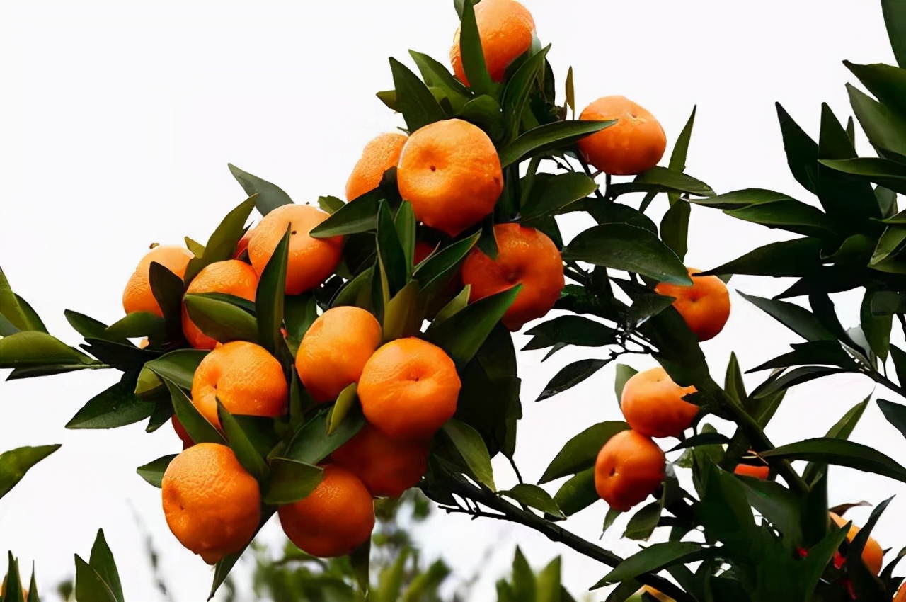 蜜桔为什么这么便宜,蜜桔为什么这么好