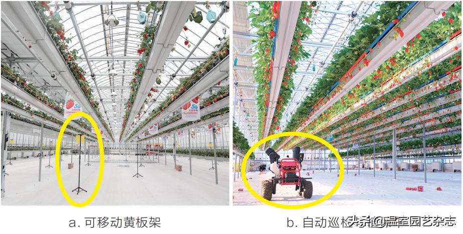 关注｜可升降的观光型草莓吊架，你见过吗？