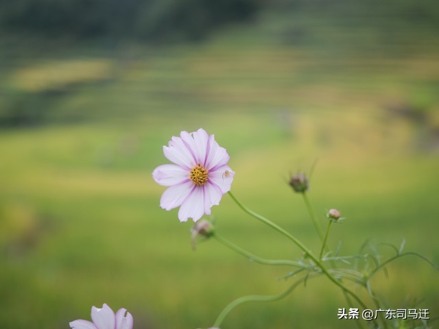 笑果文化杨天真,杨天真挖笑果文化