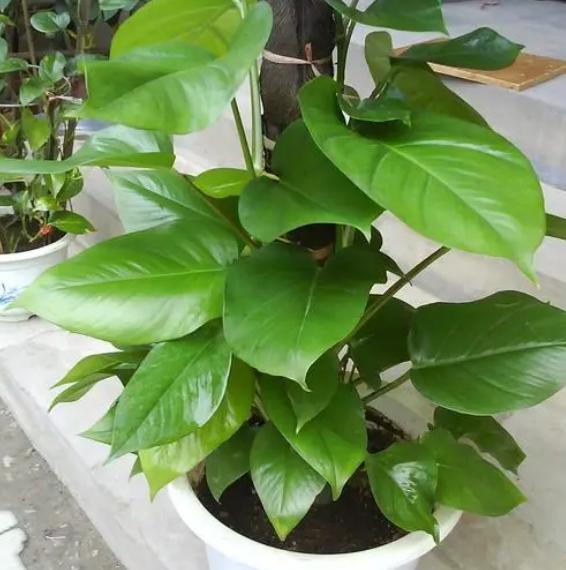 新房装修后绿萝怎么使用,绿萝柱的养殖方法和注意事项视频