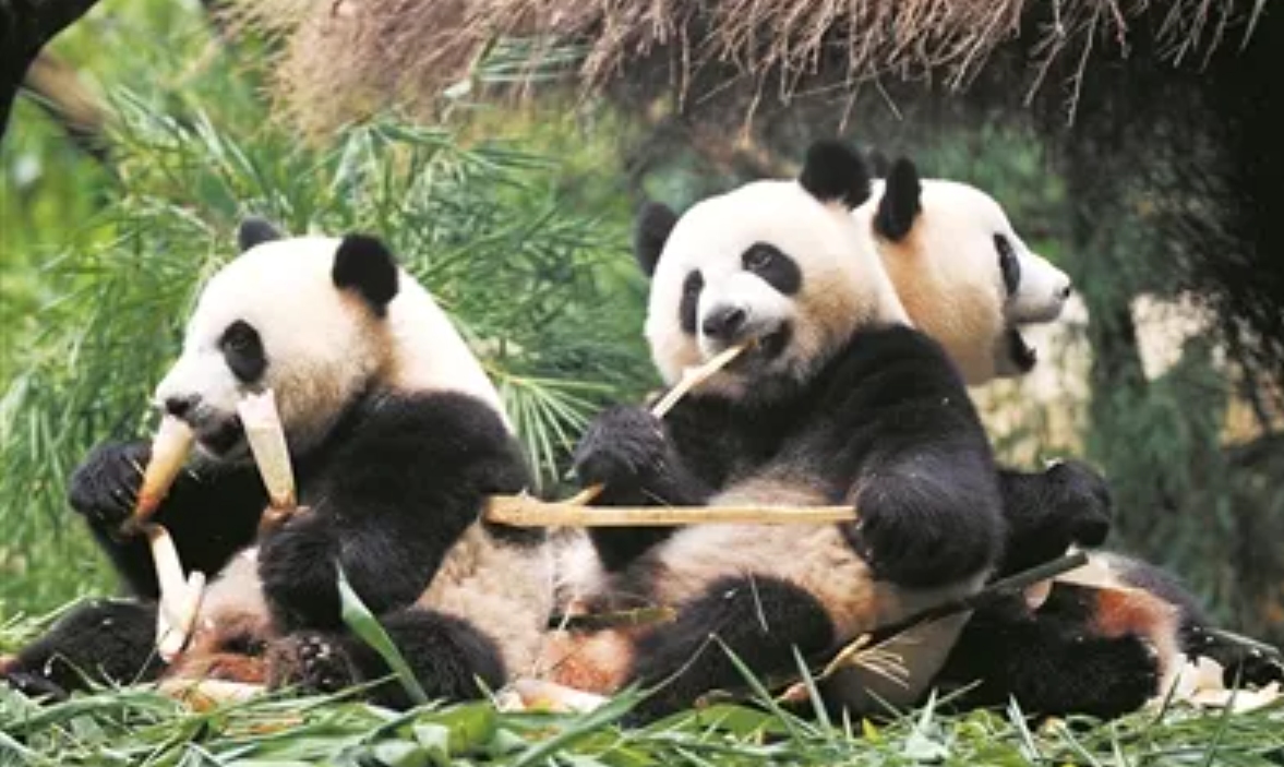 动物的生殖系统和人不一样么,动物的生殖系统跟人一样吗