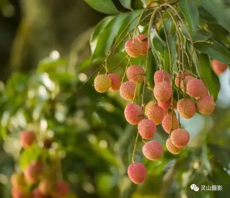 2020年灵山荔枝采摘地点,广西灵山荔枝现摘现吃