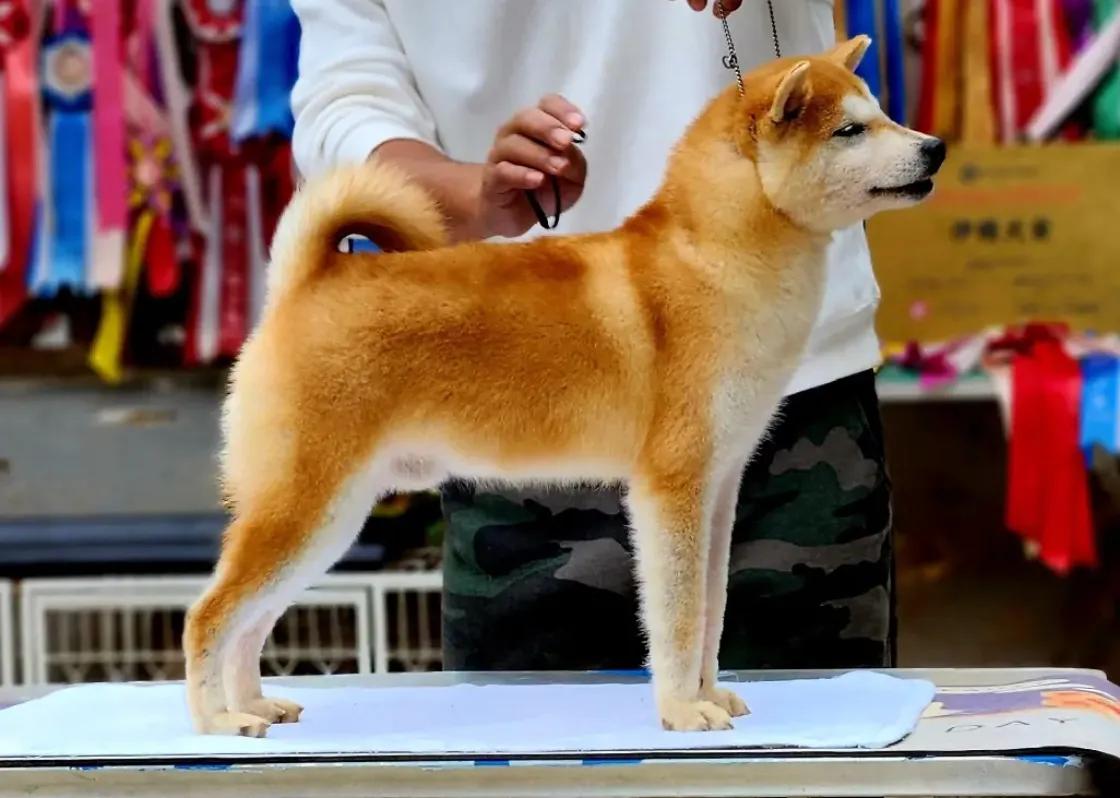 什么是柴犬中华田园犬,什么是胡麻柴犬