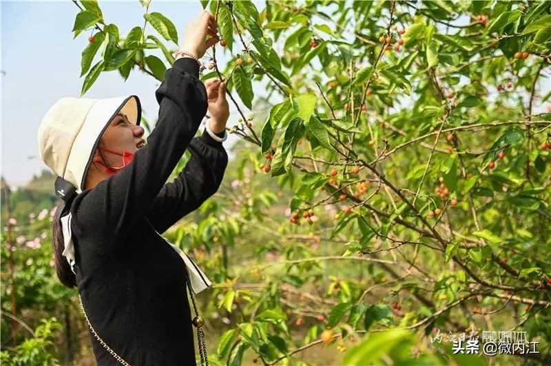 恩桃儿采摘园资中,恩桃儿采摘南充