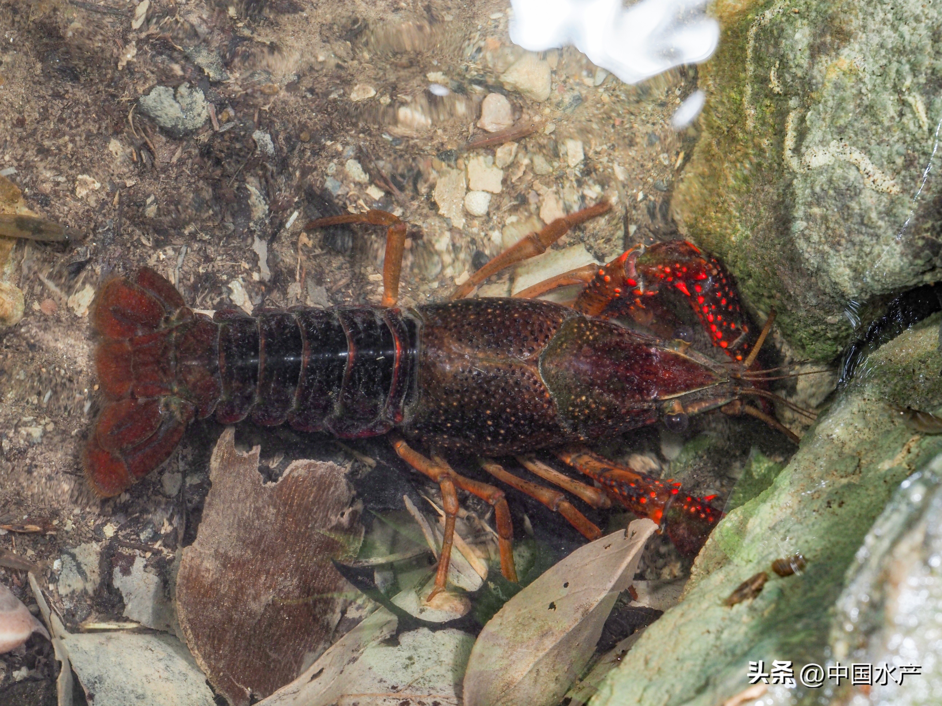 水生外来物种入侵防控工作方案,水生动物防疫