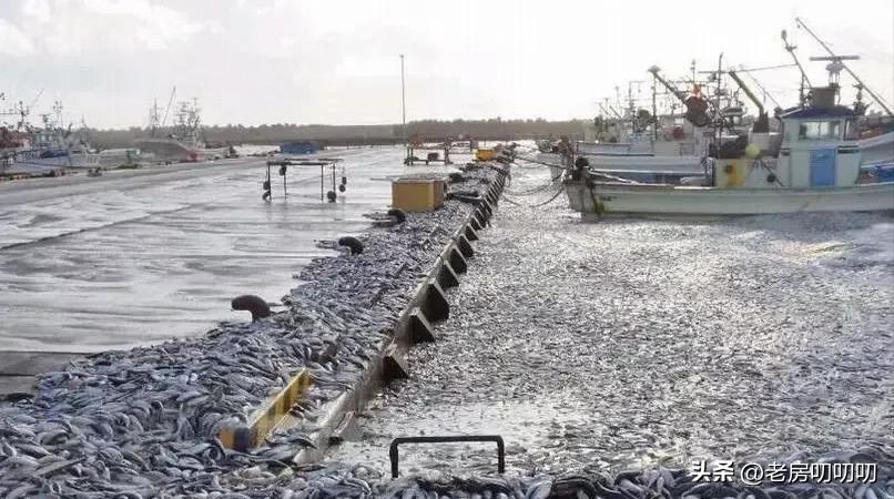 西方媒体集体沉默！日本核污水排海，加拿大大火，2024将面临什么