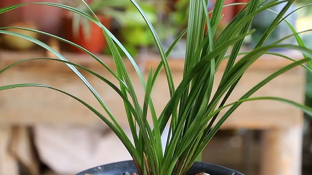 卧室养花，必养3种，香气淡雅枝叶繁茂，养神促睡眠，身体精神棒