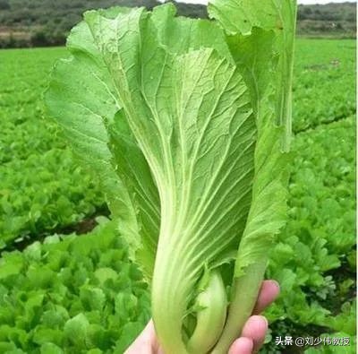 山葵辣根芥末分别是什么,高级芥末是辣根还是山葵