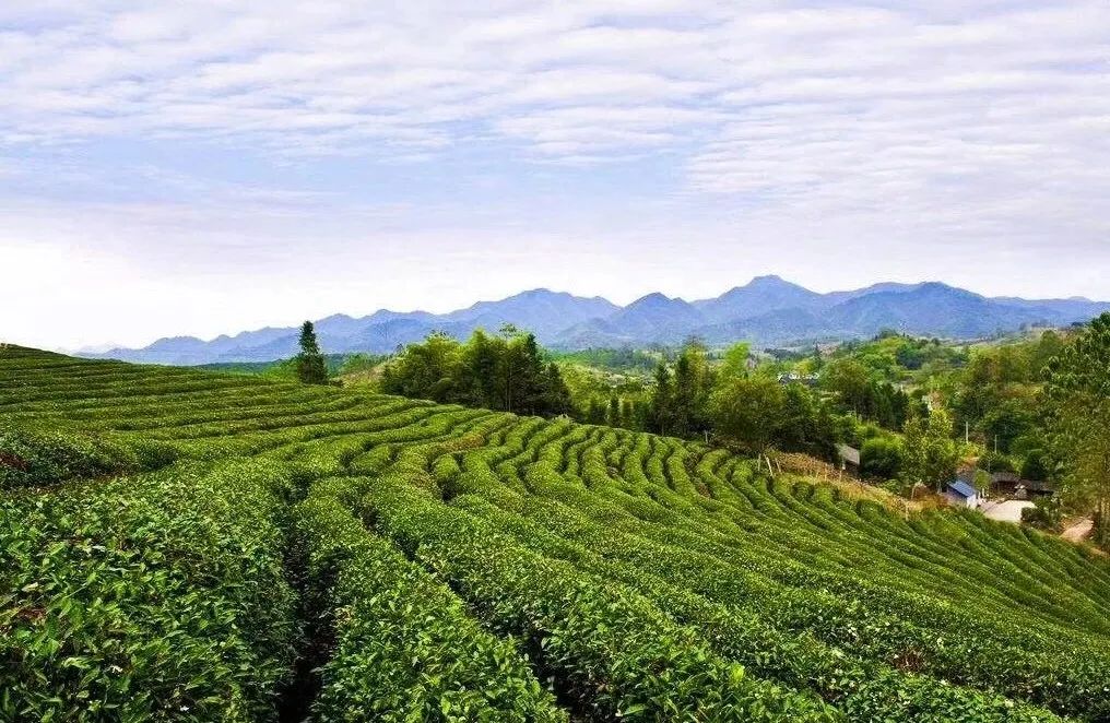 乡村振兴100讲全集,100个经典乡村振兴案例