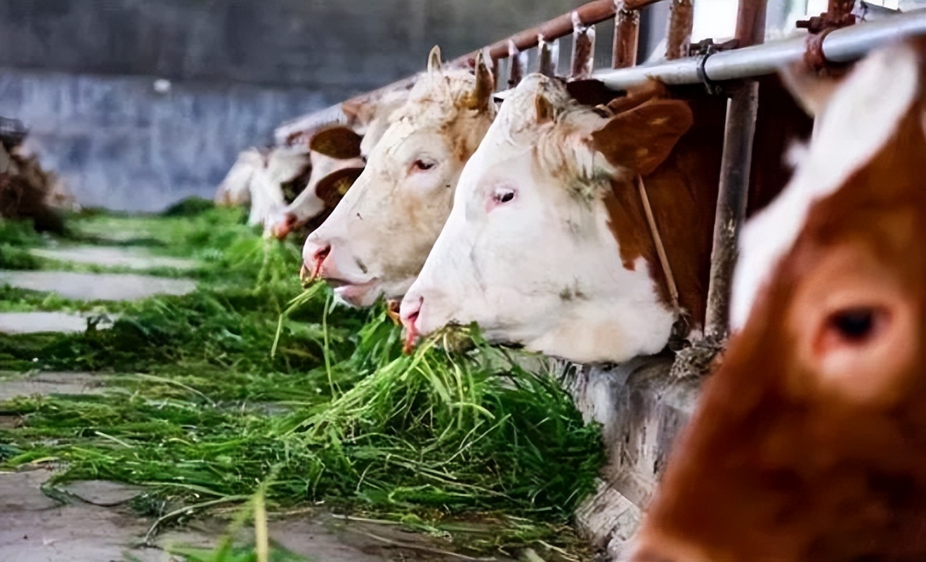 2006年日企在中国租1500亩地，5年不种庄稼，项目最后入不敷出