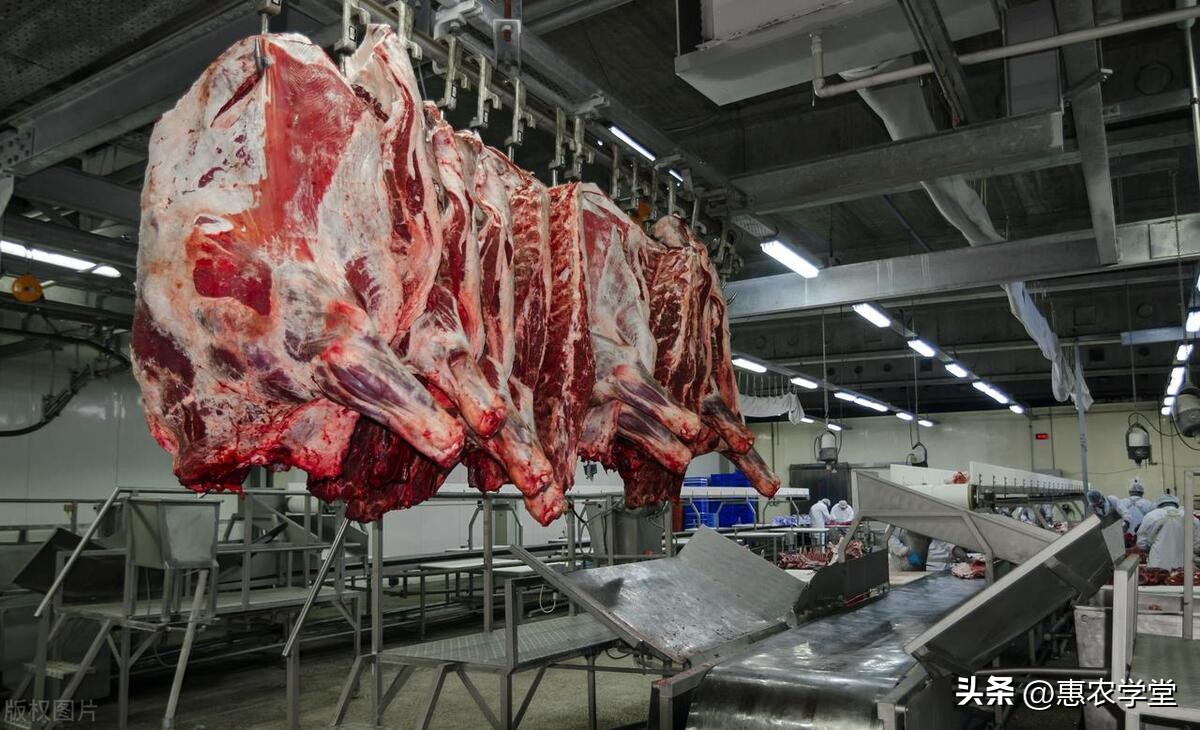 牛肉价格持续下跌，目前牛肉价格多少钱一斤？后期行情走势如何？