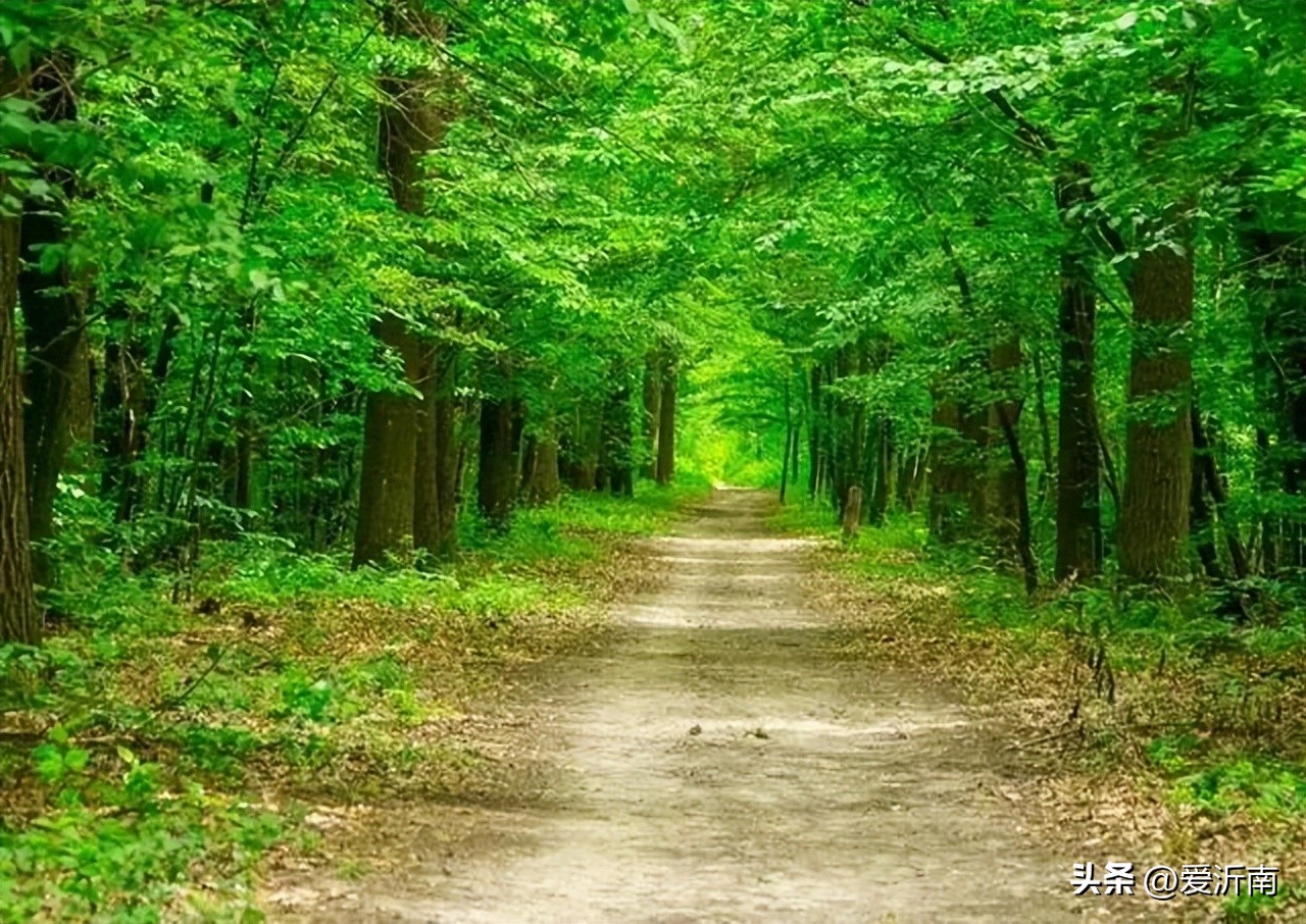 描写春天的古诗优美句子,描写春天最经典的古今诗词有几首