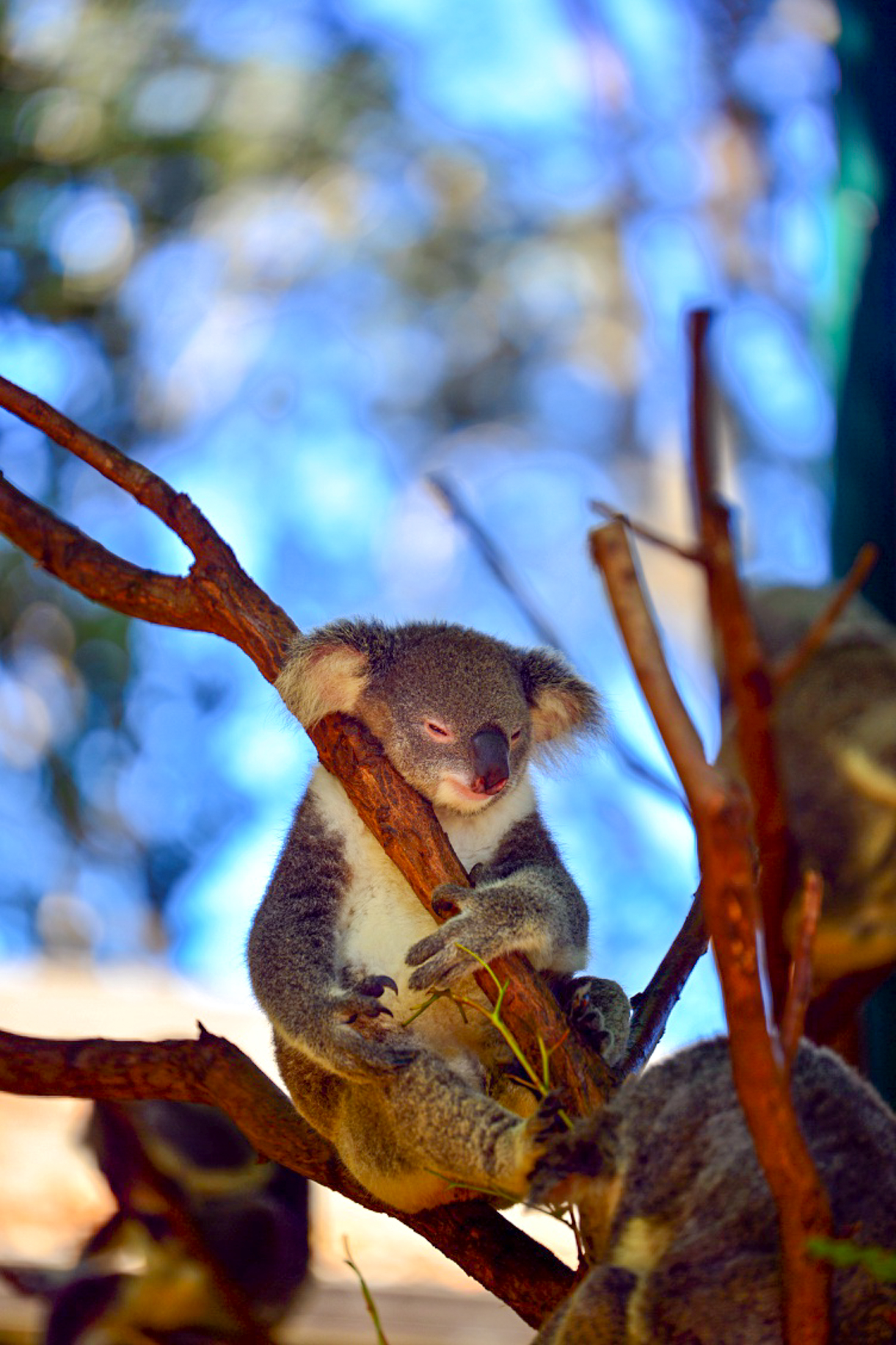澳洲黄金海岸纪录片,澳洲黄金海岸游玩体验