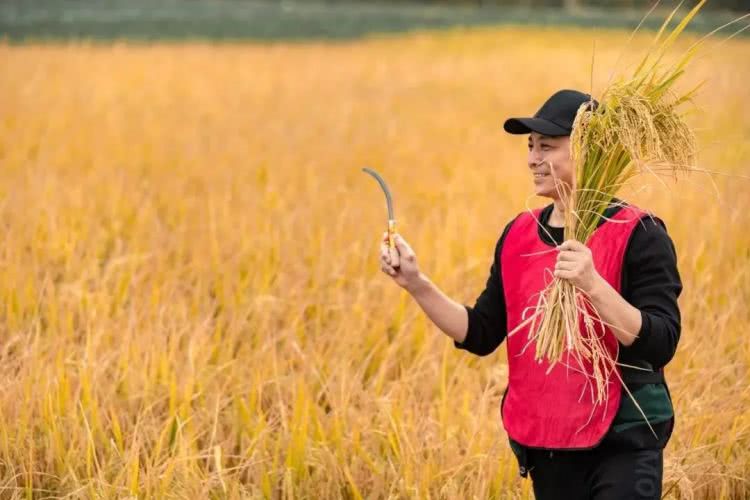 聚龙小镇：离城不离尘的心灵