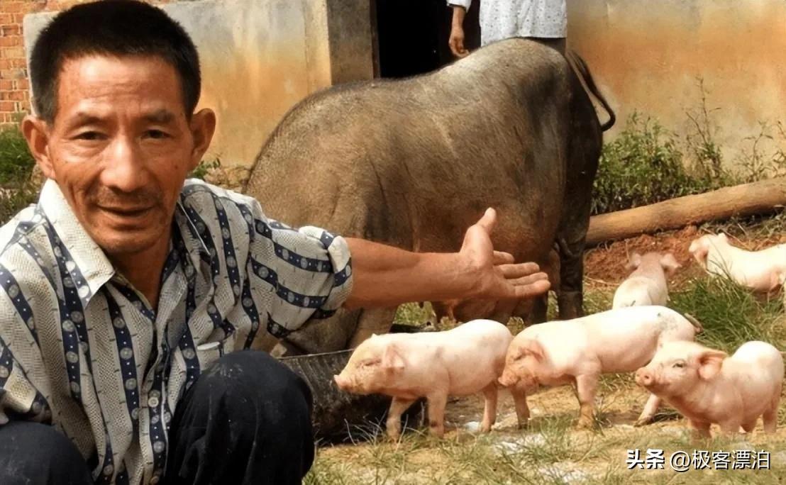 猪价跌饲料为什么不跌,猪价跌了为什么猪肉价格没有跌