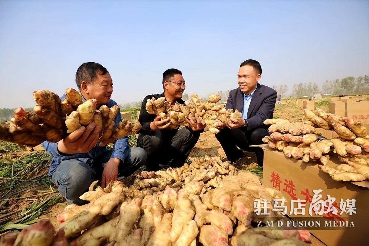 驻马店生姜种植基地,驻马店附近大姜种植基地