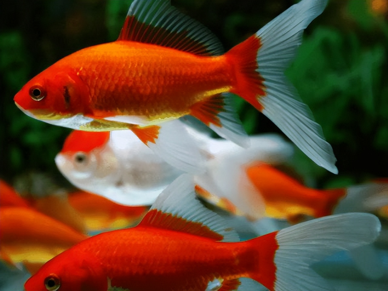 金鱼躺在水底不动但还呼吸,金鱼一直浮在水面不动是怎么回事