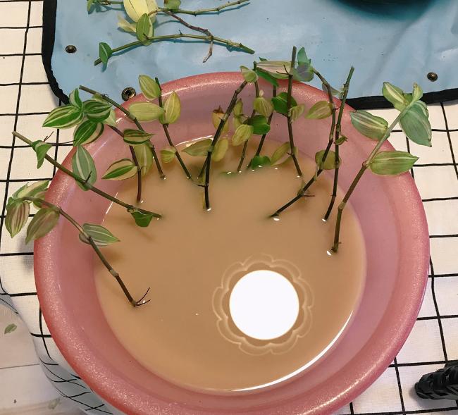 多菌灵养花如何使用视频,多菌灵怎么用到花的根上视频