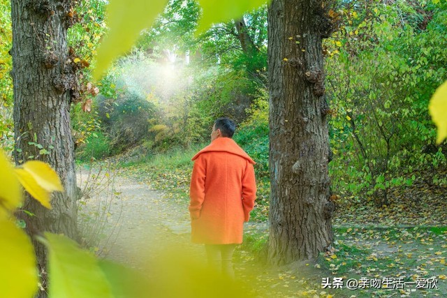 端午节时节的艾叶有什么用处,端午节用艾叶洗澡的好处