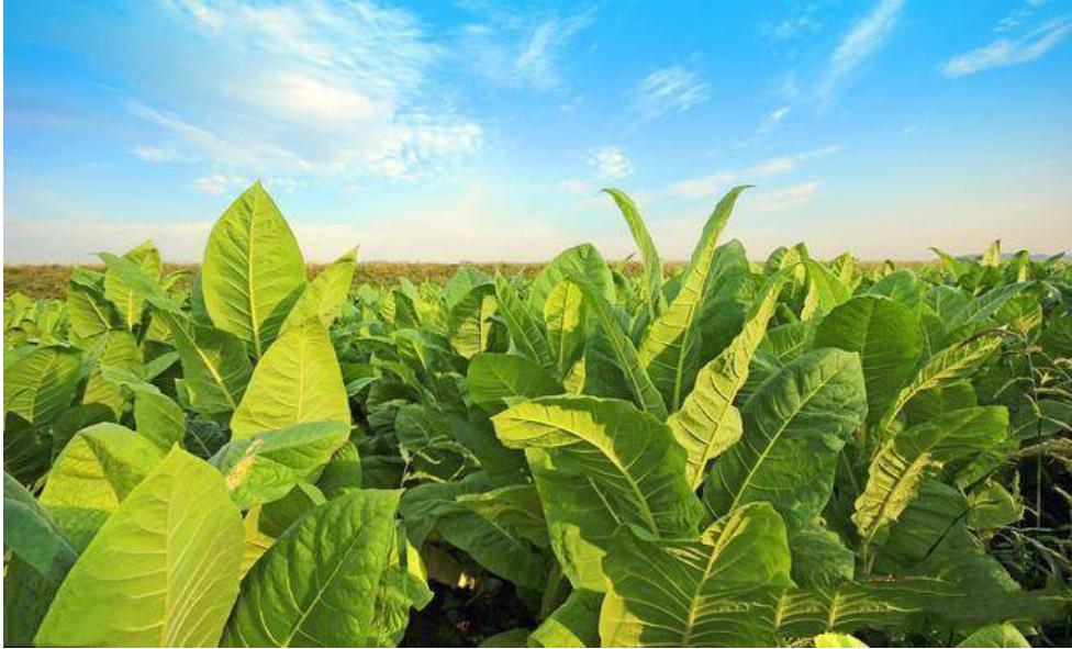 中国烟草公司养活多少人,中国烟草公司养活多少吸烟人