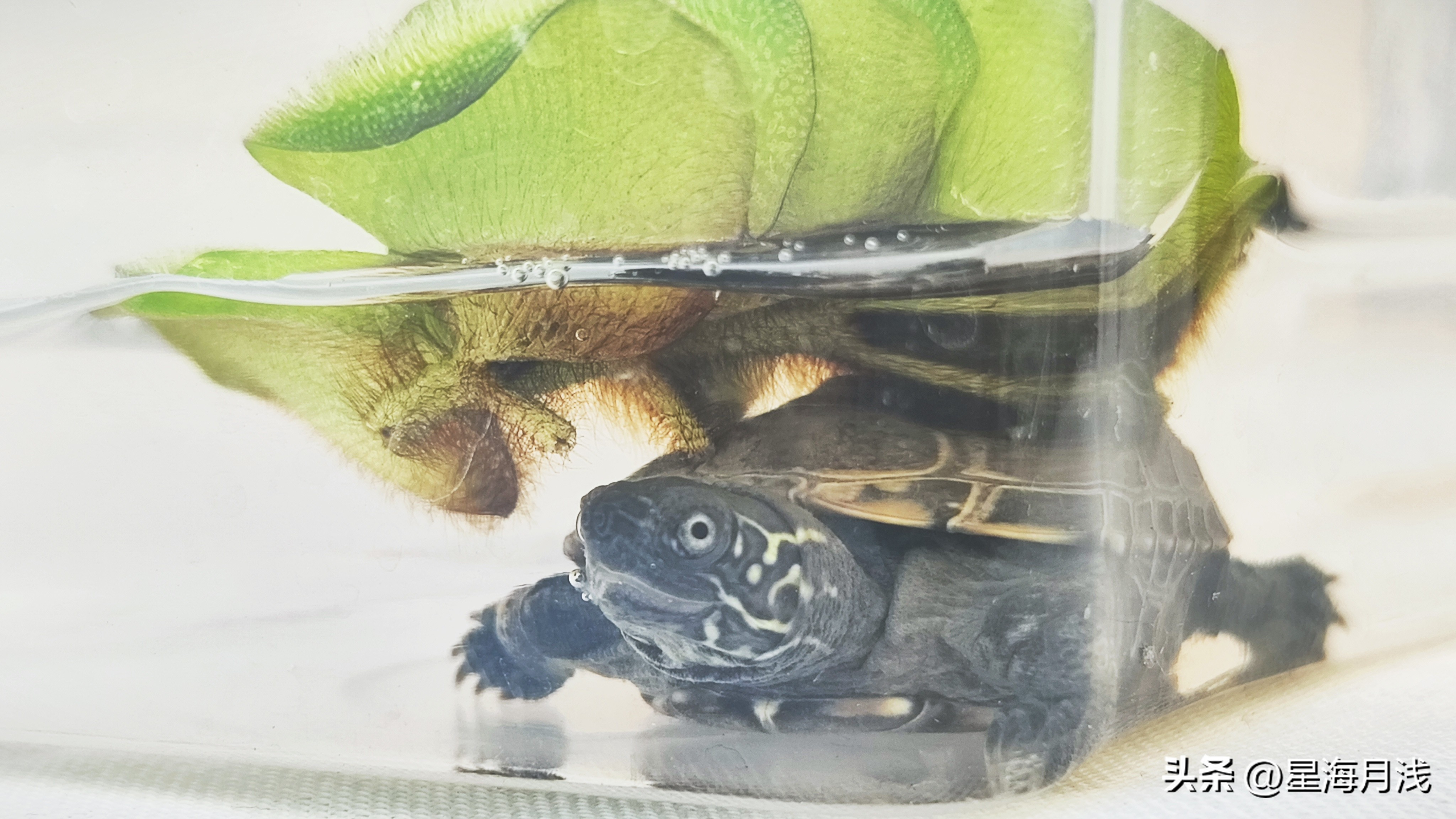 新手养龟怎么养才能不乱跑,怎么训练龟龟胆小