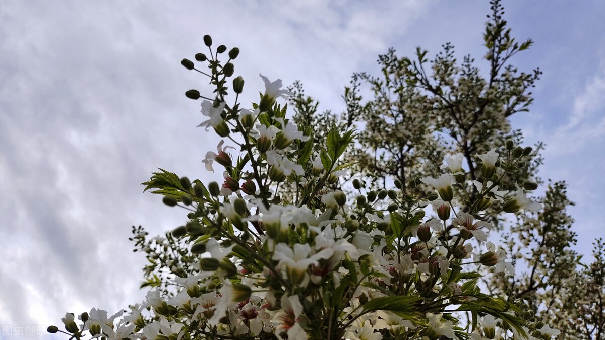 江西文冠果,文冠果是野生的吗