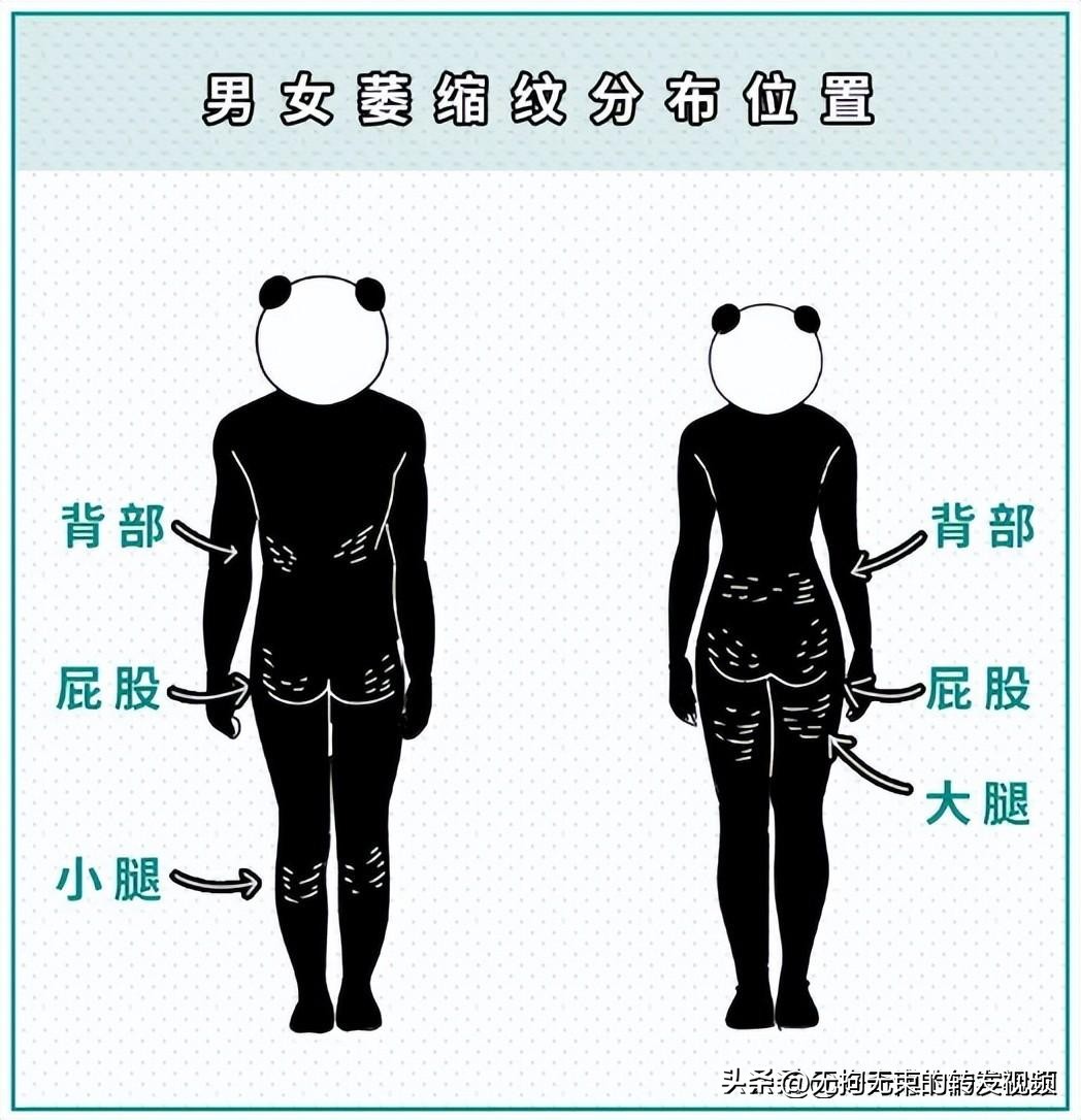 屁股上有白色条纹,屁股上都是白色条纹