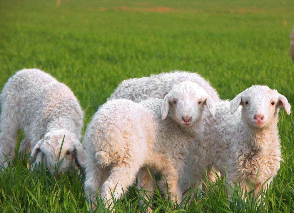 卖羊粪挣十万,卖羊粪的一年能赚多少钱