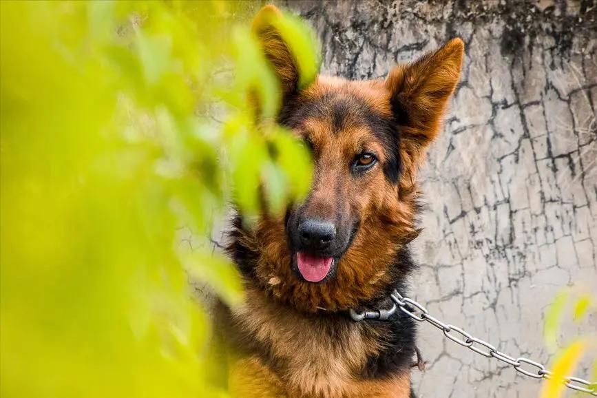大型犬真的让人很有安全感,建议女生养的大型犬有安全感