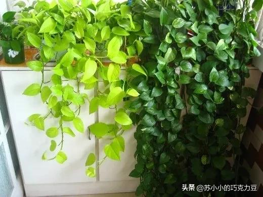 绿萝怎么养才能更旺盛加酱油,用酱油养绿萝怎么样