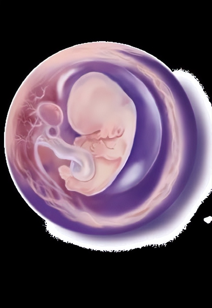 从受孕到分娩约四十周,从受孕到婴儿每天的变化