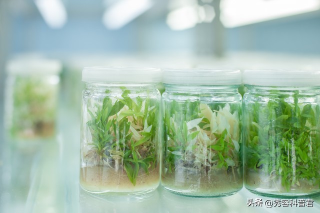 2023中药材发展指导,中药材保护和发展规划2015-2020解读