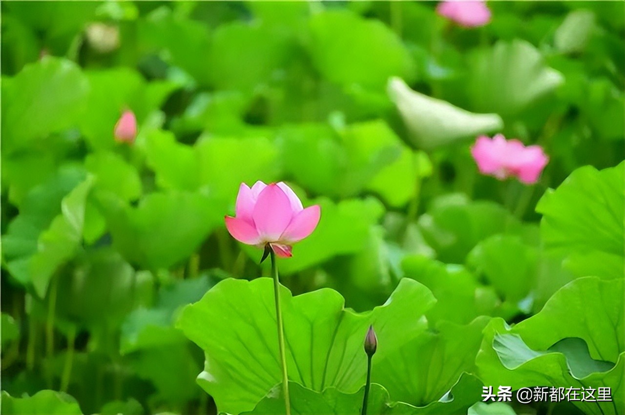 如果城市有颜色重庆,如果城市有颜色作文