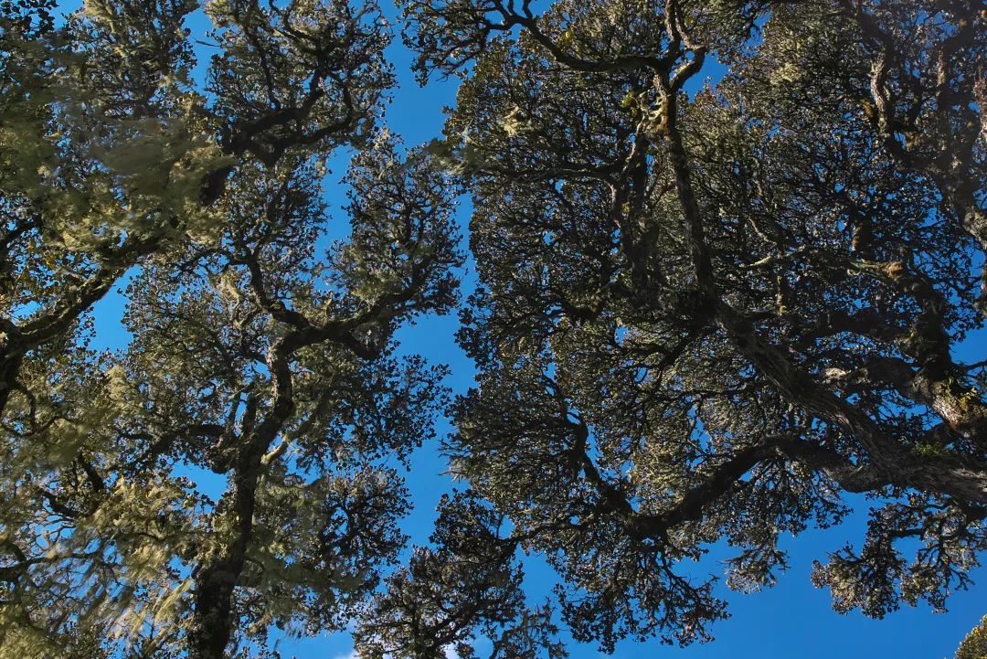 甘孜海螺沟冬季旅行,元旦甘孜旅游攻略