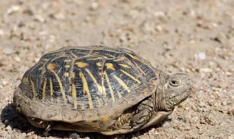 养北美鳄龟的龟友,箱龟种类图片大全